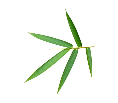 bamboo 意思|BAMBOO在劍橋英語詞典中的解釋及翻譯